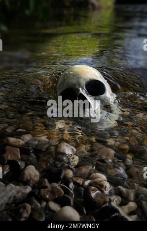 Cranio umano nel fiume Replica cranio in parte sommerso sul bordo di una riva del fiume, mistero omicidio thriller stile di copertina libro. Foto Stock