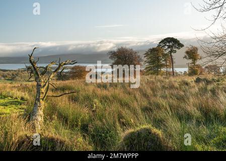 scena mattutina, erba alta albero morto in primo piano, alberi a metà distanza, con laghi blessington e nuvole sullo sfondo, blessington Foto Stock