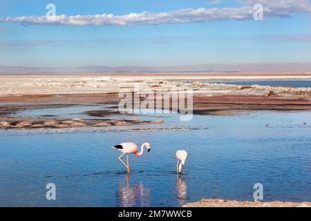 Fenicotteri su Salar de Atacama. Cile Foto Stock