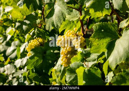 Montgueux (Francia settentrionale), il 25 agosto 2022: Vendemmia in un vigneto Champagne, mazzo di uve bianche mature Foto Stock