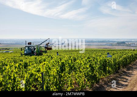 Montgueux (Francia settentrionale), 25 agosto 2022: Vendemmia in un vigneto di Champagne Foto Stock