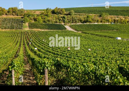 Montgueux (Francia settentrionale), 25 agosto 2022: Vendemmia in un vigneto di Champagne Foto Stock