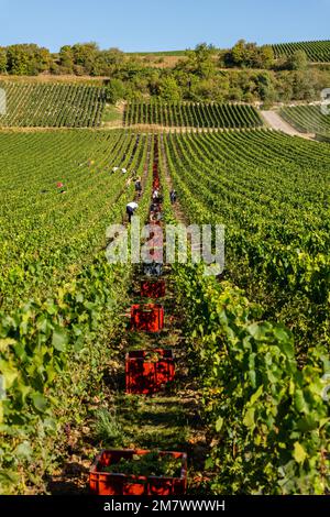 Montgueux (Francia settentrionale), 25 agosto 2022: Vendemmia in un vigneto di Champagne Foto Stock