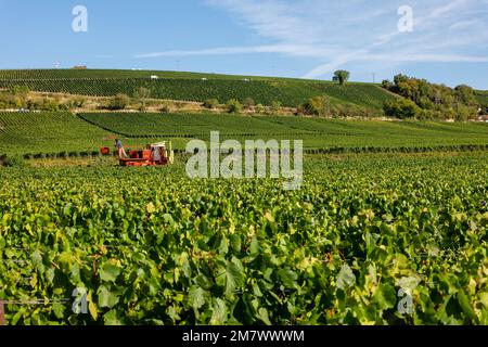 Montgueux (Francia settentrionale), 25 agosto 2022: Vendemmia in un vigneto di Champagne Foto Stock