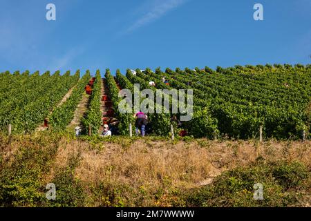 Montgueux (Francia settentrionale), 25 agosto 2022: Vendemmia in un vigneto di Champagne Foto Stock