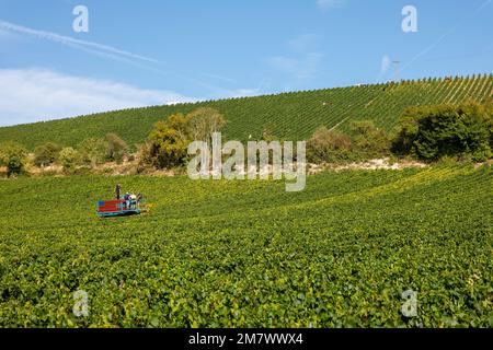 Montgueux (Francia settentrionale), 25 agosto 2022: Vendemmia in un vigneto di Champagne Foto Stock