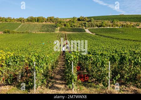 Montgueux (Francia settentrionale), 25 agosto 2022: Vendemmia in un vigneto di Champagne Foto Stock