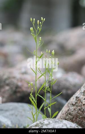 Fleabane canadese, Erigeron canadensis, conosciuto anche come Butterweed, crine canadesi, Coltstail o Marestail, piante selvatiche provenienti dalla Finlandia Foto Stock