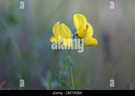 Trifoglio di uccello-piede, corniculatus di loto, anche conosciuto come il deervetch di Birdfoot o uova-e-pancetta, fiore selvatico dalla Finlandia Foto Stock