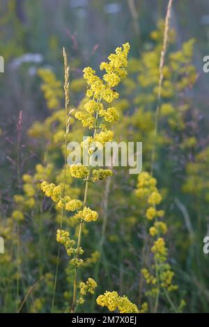 Galium verum, comunemente noto come Bedpaglia di Lady, paglia di Wirtgen o paglia gialla, fiore selvatico dalla Finlandia Foto Stock