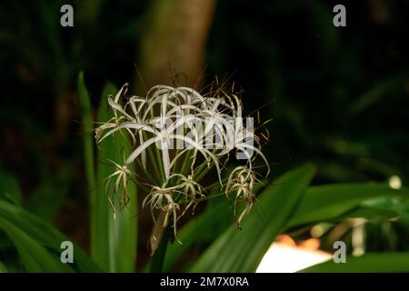 Un primo piano del crinum asiaticum, comunemente noto come bulbo di veleno, giglio gigante di crinum. Foto Stock