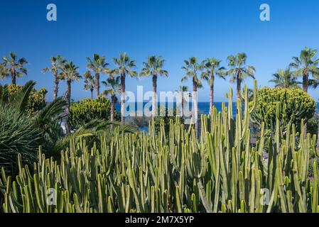 L'isola delle Canarie si affaccia sull'oceano blu o sullo sfondo del mare e del cielo con palme Foto Stock