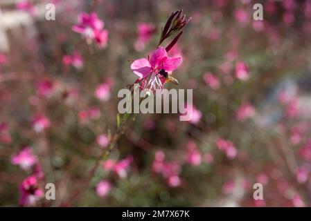 Fiori rosa tenera di Beeblossom Lindheimers o Gaura farfalla Foto Stock