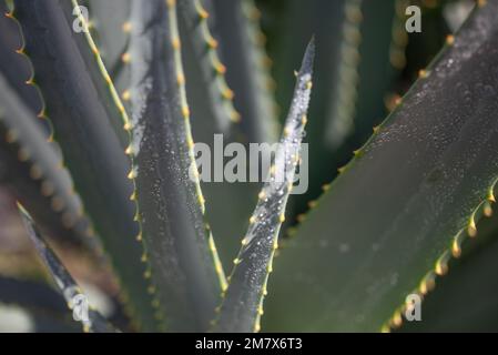 Aloe vera lascia il primo piano. La pioggia cade sul suo fogliame illuminato dal sole Foto Stock