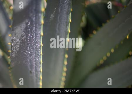 Aloe vera lascia il primo piano. La pioggia cade sul suo fogliame illuminato dal sole Foto Stock
