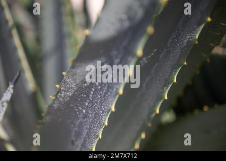 Aloe vera lascia il primo piano. La pioggia cade sul suo fogliame illuminato dal sole Foto Stock