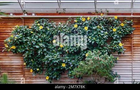 Fiori gialli di Solandra maxima (Calice Vine), una vite endemica del Messico, fioritura nella Glasshouse a RHS Garden, Wisley, Surrey, Inghilterra Foto Stock