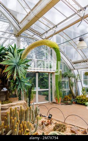 Agave attenuata (agave a collo di cigno o a coda di volpe) florescenza originaria del Messico occidentale e cactus nella Glasshouse a RHS Garden, Wisley, Surrey, Inghilterra Foto Stock