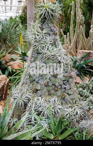 Mostra di porri (sempervivum) e piante succulente tra cactus nella Glasshouse a RHS Garden, Wisley, Surrey, Inghilterra Foto Stock