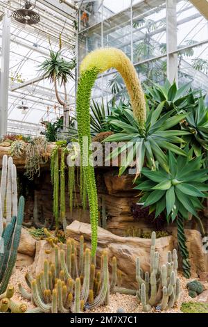 Agave attenuata (agave a collo di cigno o a coda di volpe) florescenza originaria del Messico occidentale e cactus nella Glasshouse a RHS Garden, Wisley, Surrey, Inghilterra Foto Stock