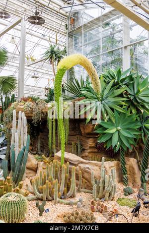 Agave attenuata (agave a collo di cigno o a coda di volpe) florescenza originaria del Messico occidentale e cactus nella Glasshouse a RHS Garden, Wisley, Surrey, Inghilterra Foto Stock