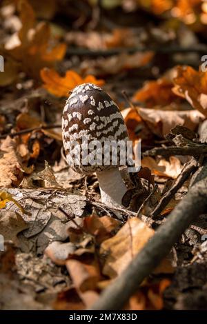 Coprinopsis picacea conosciuto anche come funghi Magpie funghi velenosi funghi in autunno Forest.Coprinus picaceus. Foto Stock