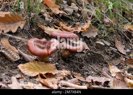 Fungo di Omphalotus olearius nella foresta autunnale Foto Stock