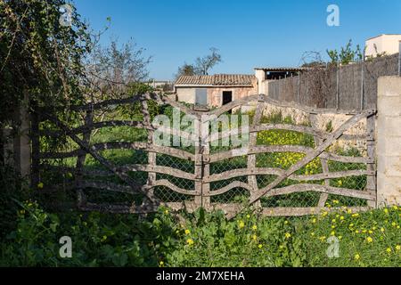 Felanitx, Spagna; gennaio 05 2023: Casa rurale abbandonata in uno stato di rovina, in un campo di erbe gialle e fiori selvatici gialli. Isola di Mallorca, S. Foto Stock