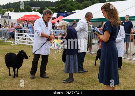 Pecora Hebridean nera (premiata prisewinning pedigree pecore montoni) e agricoltori alla presentazione - The Great Yorkshire Show, Harrogate Inghilterra UK. Foto Stock