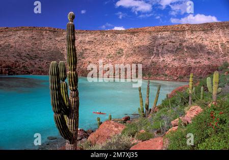 Messico, Baja California sur, la Paz, Golfo della California, Isla Espíritu Santo, Foto Stock