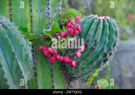 Fiori di vite, Cardón cactus, Pachycereus pringlei) vicino a la Ventana, Ventana Bay, Mare di Cortez, Baja California sur, Messico Foto Stock