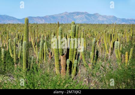 Messico, Baja California sur, Ela Ventana, Pachycereus pringlei, Cardon, Cactus, foresta, Foto Stock