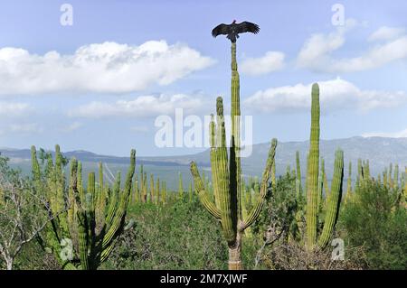 Avvoltoi su Cardón cactus (Pachycereus pringlei) , vicino a la Ventana, Mare di Cortez, Baja California sur, Messico Foto Stock