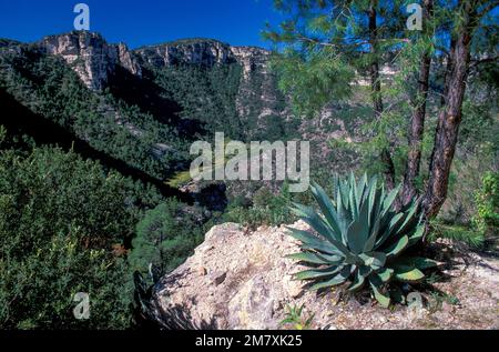 Messico, Chihuahua, Sierra Madre Occidenta, Creel, Copper Canyon, Foto Stock