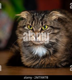 ritratto di un gatto soffice arrabbiato con le orecchie giù Foto Stock