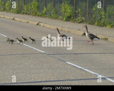 Greylag Geese and Chicks camminando dall'altra parte della strada Foto Stock