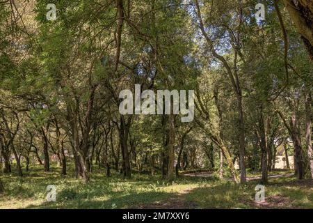 parco con alberi enormi, sentieri e panca di pietra di fronte alla chiesa di San Vicente de la Maza a Rioseco, Guriezo, Cantabria, Spagna, Europa Foto Stock