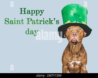 Cucciolo e un cappello verde brillante leprechaun Foto Stock