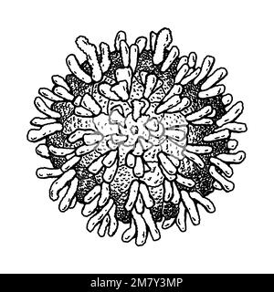 Virus poliomelite disegnato a mano isolato su sfondo bianco. Rappresentazione vettoriale scientifica dettagliata e realistica in stile di schizzo Illustrazione Vettoriale