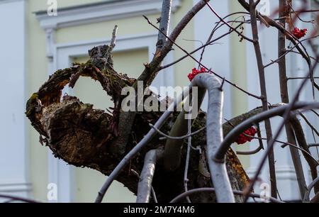 Albero mutilato rotto primo piano con rami piegati su sfondo urbano Foto Stock