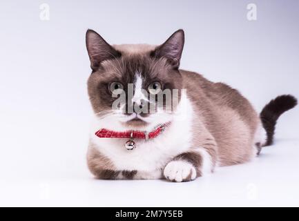 Lo sgranocchietto maculato con le gambe corte in un colletto rosso guarda la fotocamera mentre si stende nello studio su uno sfondo bianco Foto Stock