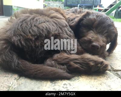 carino cudddle marrone scuro piccolo cucciolo Foto Stock