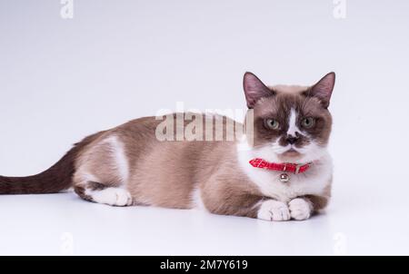 Lo sgranocchietto maculato con le gambe corte in un colletto rosso guarda la fotocamera mentre si stende nello studio su uno sfondo bianco Foto Stock