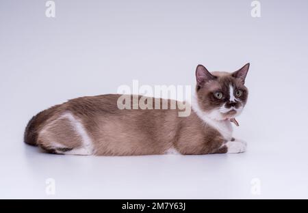 Il gatto Munchkin maculato con le gambe corte si trova su uno sfondo bianco nello studio Foto Stock