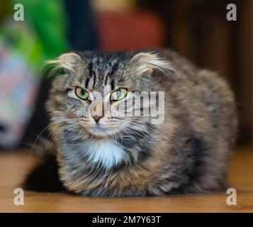 ritratto di un gatto soffice arrabbiato con le orecchie giù Foto Stock