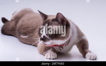 Sgrana macchiata con gambe corte in un colletto rosso che guarda a sinistra mentre si sdraia nello studio su uno sfondo bianco Foto Stock