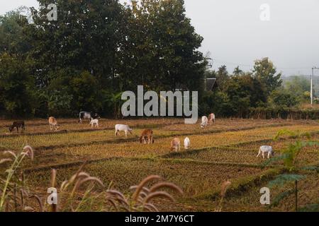 Mucche che pascolano nel campo in una mattina nebbia. Thailandia del Nord. Foto Stock