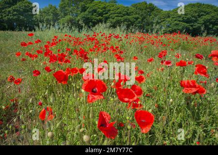 Un campo di papaveri rossi comuni (papaver rhoeas) in piena fioritura vicino Belper, Derbyshire, Inghilterra Foto Stock