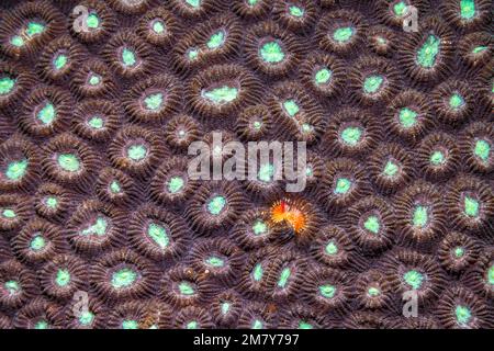 Particolare di corallo duro nei colori marrone e turchese. Foto in primo piano della vita subacquea di una barriera corallina, perfetta per la texture o lo sfondo scientifico Foto Stock