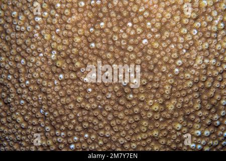 Particolare di corallo duro in marrone. Foto in primo piano della vita subacquea di una barriera corallina, perfetta per la texture o lo sfondo scientifico Foto Stock